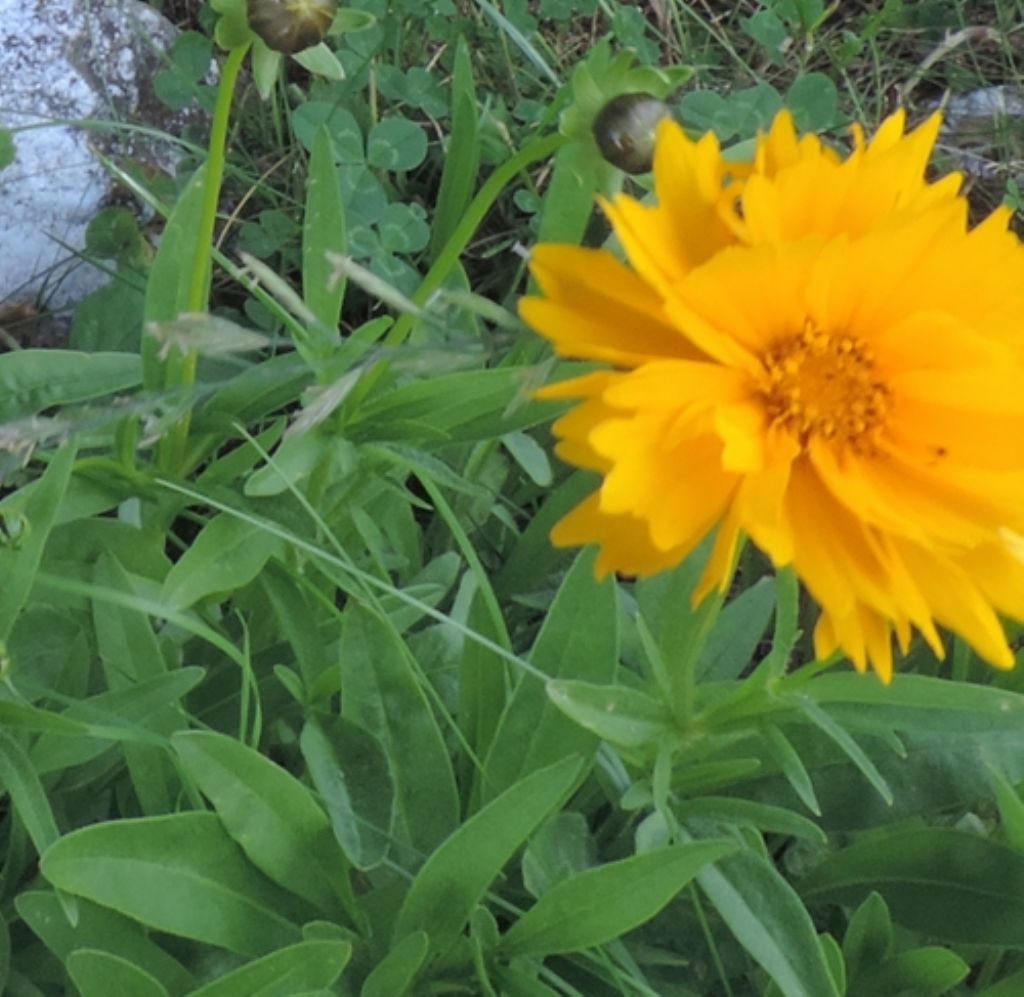 Coreopsis lanceolata (Asteraceae),...probabilmente 